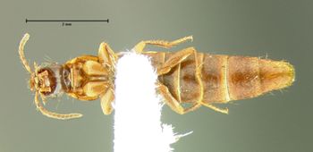 Media type: image;   Entomology 31927 Aspect: habitus ventral view